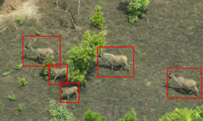 drone project wildlife